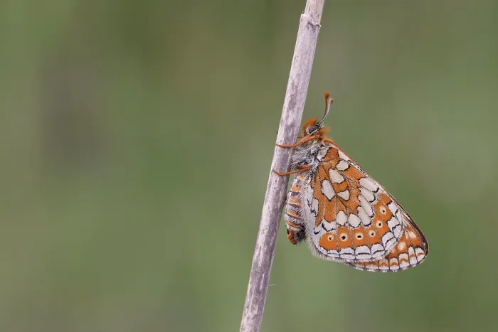 Framed Print : Marsh fritillary butterfly (Euphydryas aurinia) resting on stem, Suffolk, England, UK. June Framed Print : Marsh fritillary butterfly (Euphydryas aurinia) resting on stem, Suffolk, England, UK. June