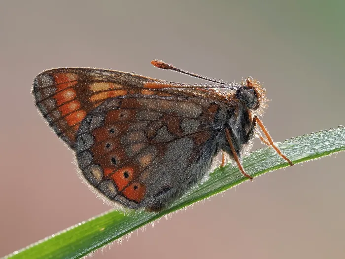 Framed Print : Marsh fritillary butterfly (Euphydryas aurinia) roosting on blade of grass in the early morning covered in dew, Cornwall, England, UK. May. Focus stacked Framed Print : Marsh fritillary butterfly (Euphydryas aurinia) roosting on blade of grass in the early morning covered in dew, Cornwall, England, UK. May. Focus stacked