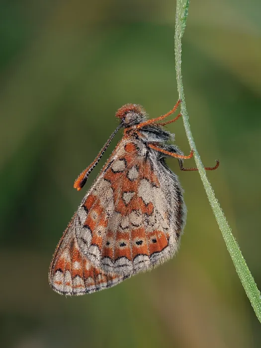 Framed Print : Marsh fritillary butterfly (Euphydryas aurinia) roosting in the early morning covered in dew, Cornwall, England, UK. May. Focus stacked Framed Print : Marsh fritillary butterfly (Euphydryas aurinia) roosting in the early morning covered in dew, Cornwall, England, UK. May. Focus stacked