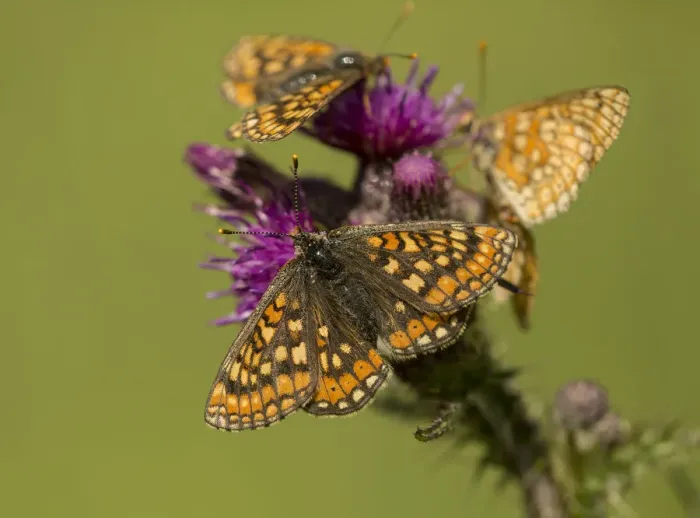 Framed Print : Marsh fritillary (Euphydryas aurinia), group feeding on Marsh thistle (Cirsium palustre) Framed Print : Marsh fritillary (Euphydryas aurinia), group feeding on Marsh thistle (Cirsium palustre)