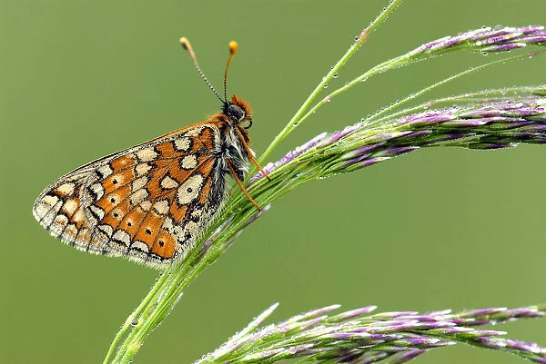 Marsh fritillary {Euphydryas aurinia} butterfly resting on grass, Vealand fram {Devon