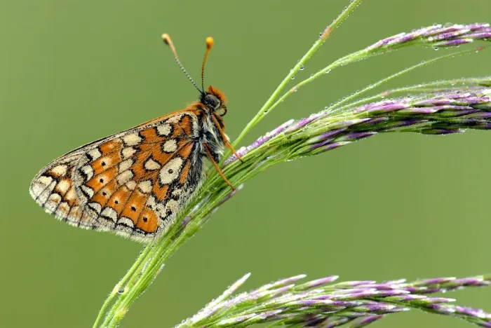 Framed Print : Marsh fritillary {Euphydryas aurinia} butterfly resting on grass, Vealand fram {Devon Framed Print : Marsh fritillary {Euphydryas aurinia} butterfly resting on grass, Vealand fram {Devon