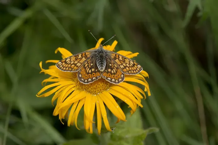 Framed Print : Marsh fritillary (Euphydryas aurinia) resting on Caucasian inula (Inula orientalis) Framed Print : Marsh fritillary (Euphydryas aurinia) resting on Caucasian inula (Inula orientalis)