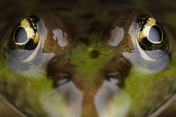 Marsh frog (Pelophylax  /  Rana ridibundus) close-up of head, Stenje region, Lake Macro Prespa