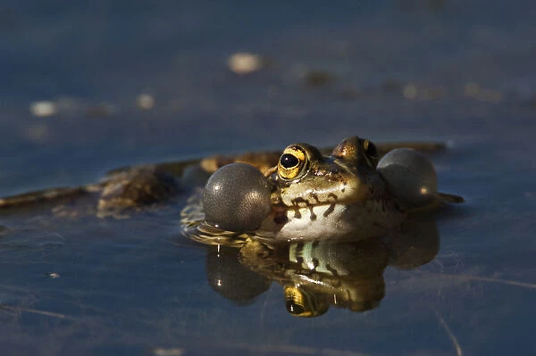 Marsh frog (Rana ridibunda) calling, Sierra de Andjar Natural Park, Mediterranean