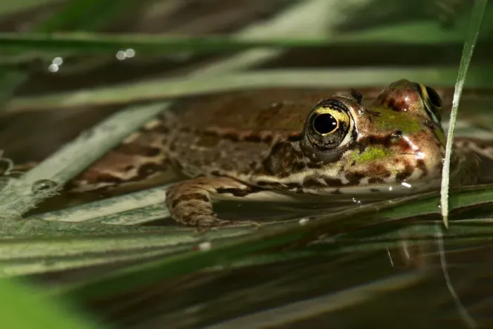 Framed Print : Marsh frog (Rana ridibunda) in water, The Peloponnese, Greece, May 2009