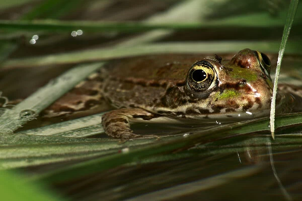 Marsh frog (Rana ridibunda) in water, The Peloponnese, Greece, May 2009