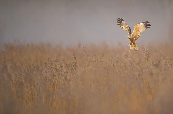 Marsh harrier (Circus aeruginosus) adult male in flight hunting over reedbed at dawn