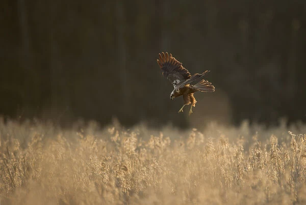 Marsh harrier (Circus aeruginosus) adult female preparing to land in reedbeds, backlit