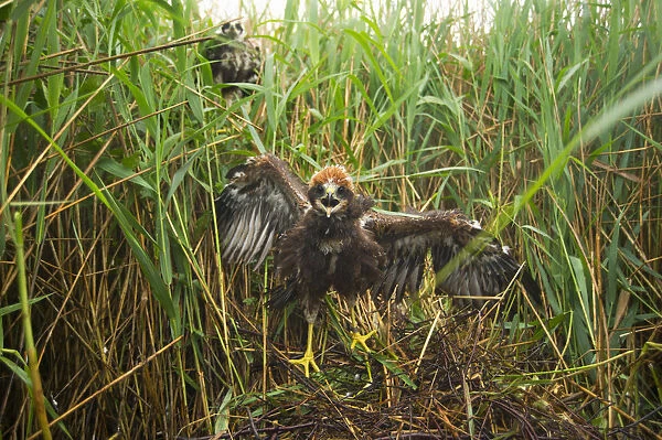 Marsh harrier (Circus aeruginosus) chick at its nest site, defiant as it is approached