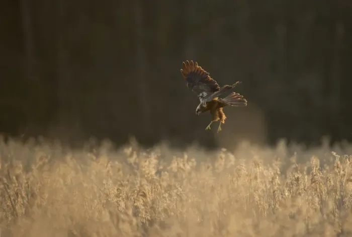 Framed Print : Marsh harrier (Circus aeruginosus) adult female preparing to land in reedbeds, backlit
