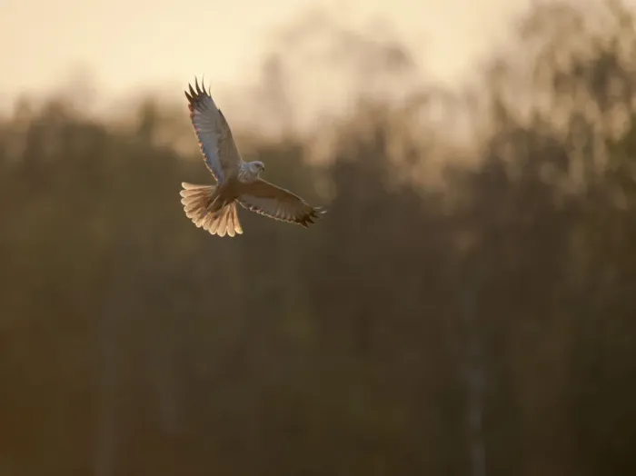 Framed Print : Marsh harrier (Circus aeruginosus) adult male in flight, backlit, Norfolk, UK, April Framed Print : Marsh harrier (Circus aeruginosus) adult male in flight, backlit, Norfolk, UK, April