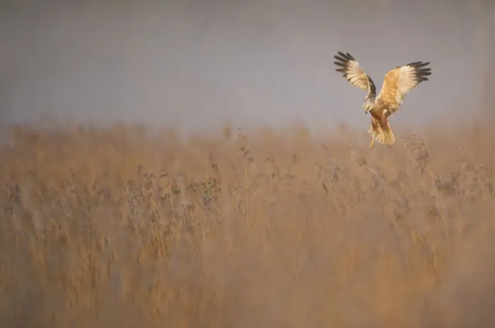 Framed Print : Marsh harrier (Circus aeruginosus) adult male in flight hunting over reedbed at dawn Framed Print : Marsh harrier (Circus aeruginosus) adult male in flight hunting over reedbed at dawn