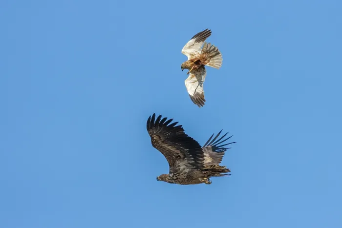 Framed Print : Marsh harrier (Circus aeruginosus) in flight, harassing a White-tailed eagle (Haliaeetus albicilla), Denmark. May Framed Print : Marsh harrier (Circus aeruginosus) in flight, harassing a White-tailed eagle (Haliaeetus albicilla), Denmark. May