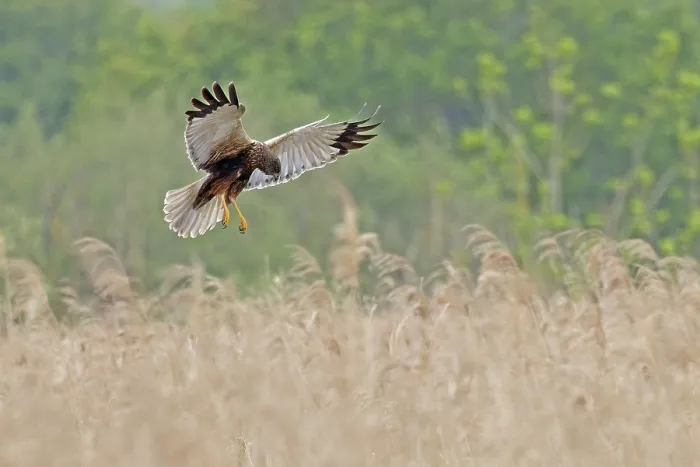 Framed Print : Marsh harrier (Circus aeruginosus) hunting over grassland, Norfolk, England, UK. May Framed Print : Marsh harrier (Circus aeruginosus) hunting over grassland, Norfolk, England, UK. May