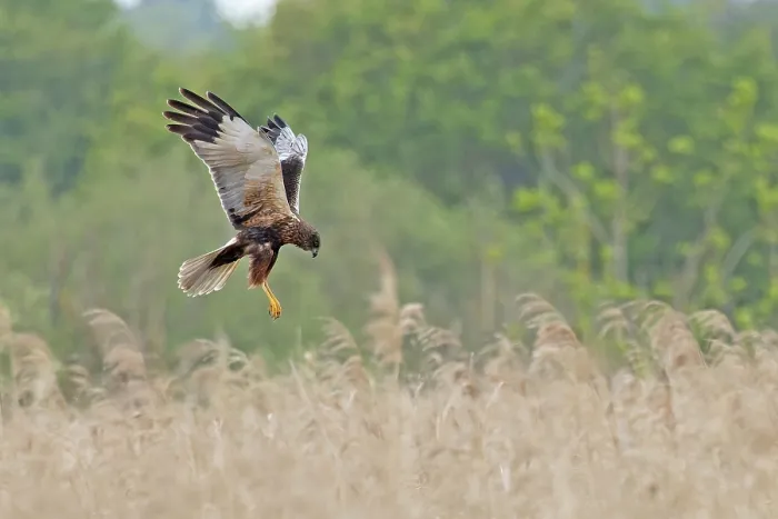 Framed Print : Marsh harrier (Circus aeruginosus) hunting over grassland, Norfolk, England, UK. May Framed Print : Marsh harrier (Circus aeruginosus) hunting over grassland, Norfolk, England, UK. May