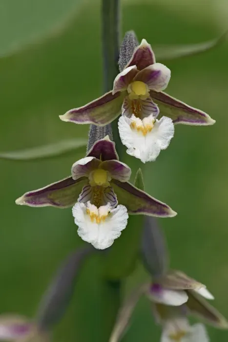 Framed Print : Marsh helleborine (Epipactis palustris) close up of two flowers showing front view Framed Print : Marsh helleborine (Epipactis palustris) close up of two flowers showing front view