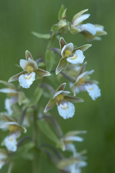 Marsh helleborine {Epipactis palustris} in flower, Central Moldova, July