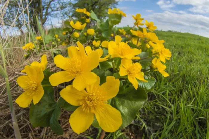 Framed Print : Marsh marigold (Caltha palustris) UK, May Framed Print : Marsh marigold (Caltha palustris) UK, May