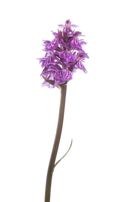 Framed Print : Marsh orchid (Dactylorhiza sp) in flower, Naturpark Kaunergrat, Tirol, Austria, July 2008 Framed Print : Marsh orchid (Dactylorhiza sp) in flower, Naturpark Kaunergrat, Tirol, Austria, July 2008