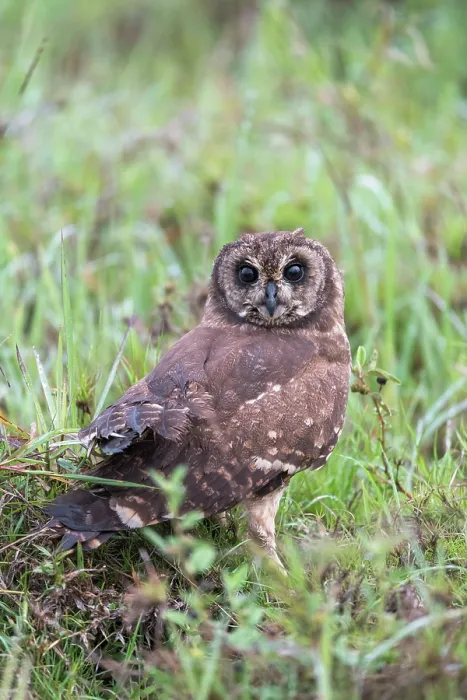 Framed Print : Marsh owl (Asio capensis) standing among vegetation, Serengeti National Park, Tanzania Framed Print : Marsh owl (Asio capensis) standing among vegetation, Serengeti National Park, Tanzania