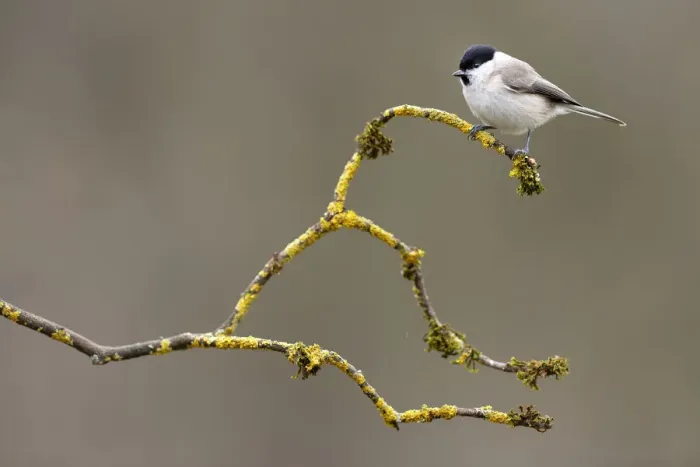 Framed Print : Marsh tit (Parus palustris) perched on branch, Lorraine, France, March Framed Print : Marsh tit (Parus palustris) perched on branch, Lorraine, France, March