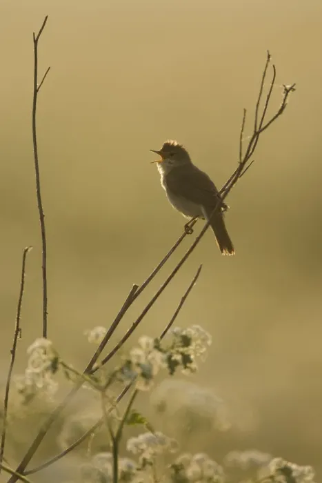 Framed Print : Marsh warbler (Acrocephalus palustris) male singing at dawn, Lithuania, June 2009 Framed Print : Marsh warbler (Acrocephalus palustris) male singing at dawn, Lithuania, June 2009
