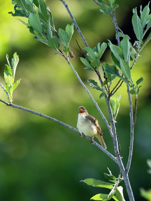 Framed Print : Marsh warbler (Acrocephalus palustris) perched on branch singing, Upper Bavaria, Germany. June Framed Print : Marsh warbler (Acrocephalus palustris) perched on branch singing, Upper Bavaria, Germany. June