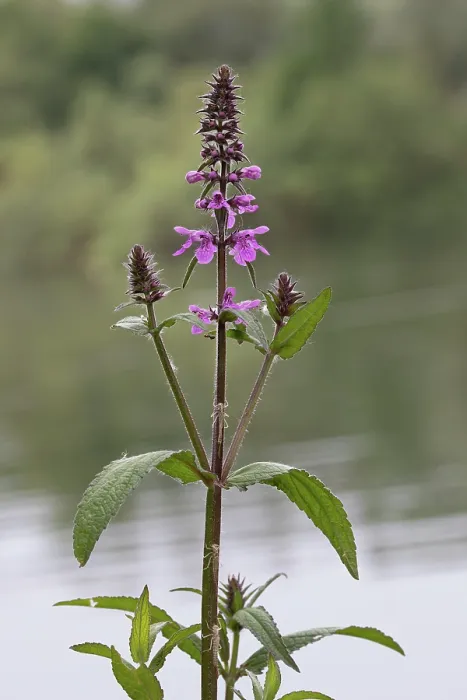 Framed Print : Marsh woundwort (Stachys palustris) in flower, Norfolk, England, UK. June Framed Print : Marsh woundwort (Stachys palustris) in flower, Norfolk, England, UK. June
