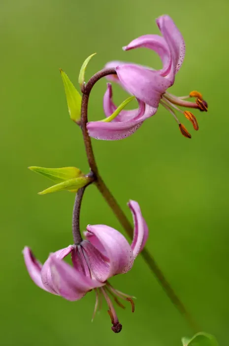Framed Print : Martagon lily (Lilium martagon) in flower, Vosges, Lorraine, France, July Framed Print : Martagon lily (Lilium martagon) in flower, Vosges, Lorraine, France, July