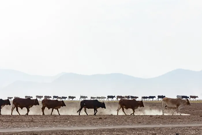 Framed Print : Masai cattle herd walking on the pan towards the village at the end of the afternoon, Amboseli National Park, Kenya. September, 2023 Framed Print : Masai cattle herd walking on the pan towards the village at the end of the afternoon, Amboseli National Park, Kenya. September, 2023