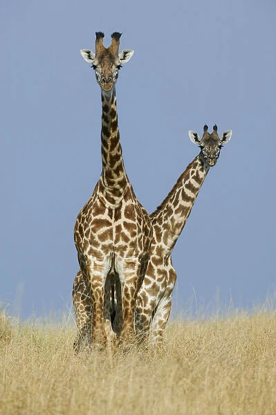 Masai Giraffe (Giraffa camelopardalis tippelskirchi) male and female (back)