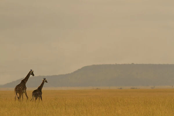 Masai giraffe (Giraffa camelopardalis) and her youngster on the savanna landscape at dawn