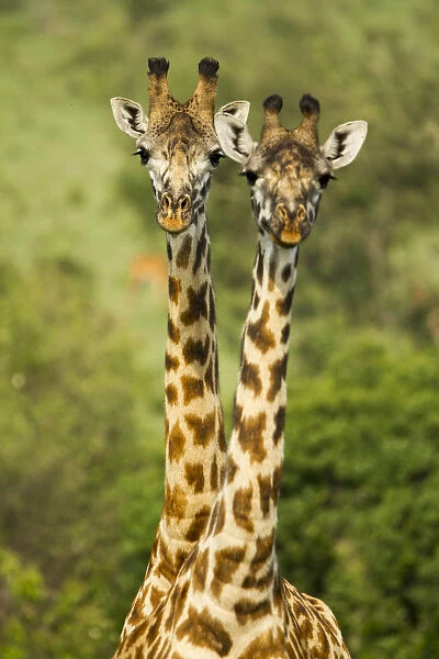 Masai giraffe (Giraffa camelopardalis tippelskirchi) Masai Mara Game Reserve, Kenya