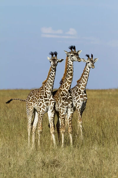 Masai Giraffe (Giraffa camelopardalis tippelskirchi) juveniles, Masai Mara Game Reserve