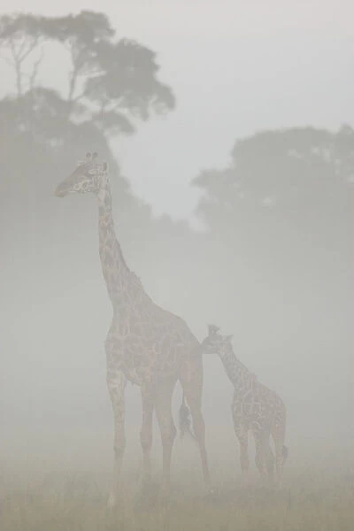 Masai giraffe (Giraffa camelopardalis tippelskirchi) mother and young in the mist at dawn