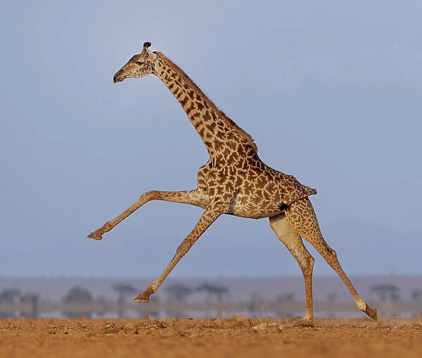 Masai giraffe (Giraffa camelopardalis tippelskirchi) running across plain. Amboseli National Park, Kenya. July. Digitally enhanced