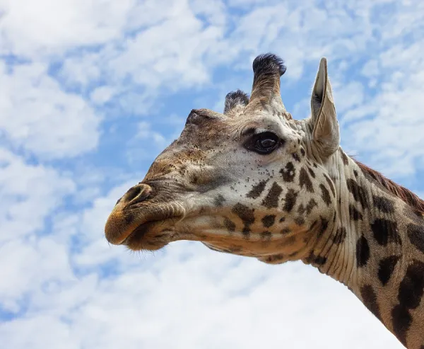 Endangered Masai Giraffe Head Portrait Print, Kenya. Art Prints