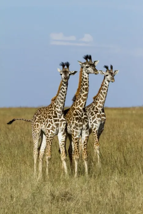 Framed Print : Masai Giraffe (Giraffa camelopardalis tippelskirchi) juveniles, Masai Mara Game Reserve Framed Print : Masai Giraffe (Giraffa camelopardalis tippelskirchi) juveniles, Masai Mara Game Reserve