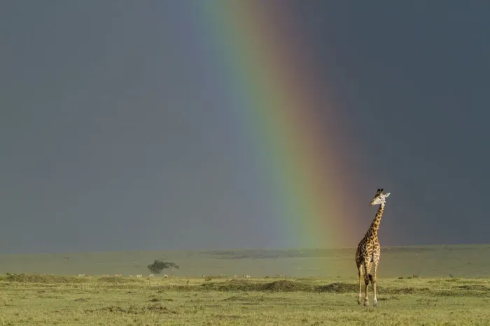 Framed Print : Masai giraffe (Giraffa camelopardalis tippelskirchi) with rainbow beyond, Masai-Mara game reserve Framed Print : Masai giraffe (Giraffa camelopardalis tippelskirchi) with rainbow beyond, Masai-Mara game reserve