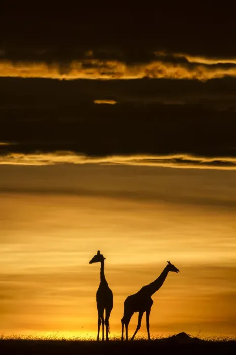 Framed Print : Masai giraffe (Giraffa camelopardalis tippelskirchi) two silhouetted at sunrise Framed Print : Masai giraffe (Giraffa camelopardalis tippelskirchi) two silhouetted at sunrise