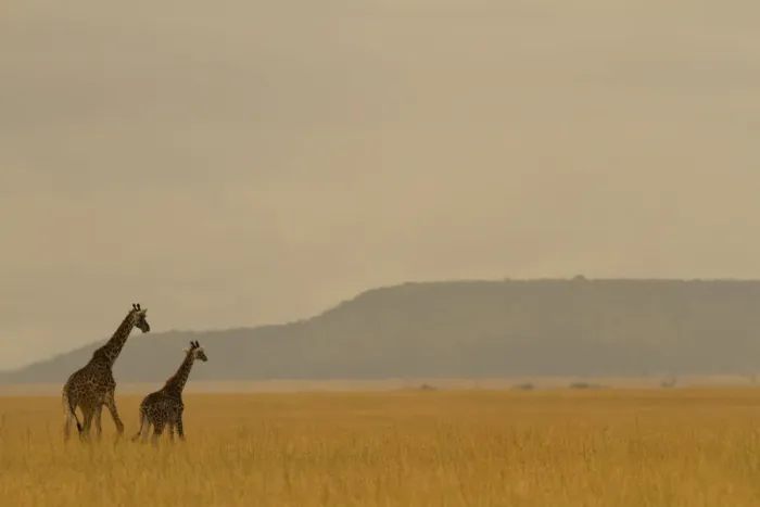 Framed Print : Masai giraffe (Giraffa camelopardalis) and her youngster on the savanna landscape at dawn Framed Print : Masai giraffe (Giraffa camelopardalis) and her youngster on the savanna landscape at dawn