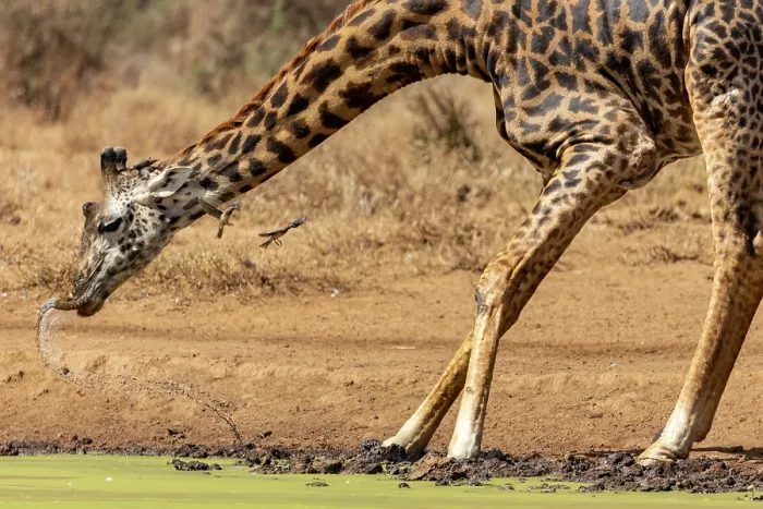 Framed Print : Masai giraffe (Giraffa tippelskirchi) drinking at pool with two Red-billed oxpeckers (Buphagus erythrorhynchus) flying around its head, Amboseli National Park, Kenya. Endangered Framed Print : Masai giraffe (Giraffa tippelskirchi) drinking at pool with two Red-billed oxpeckers (Buphagus erythrorhynchus) flying around its head, Amboseli National Park, Kenya. Endangered