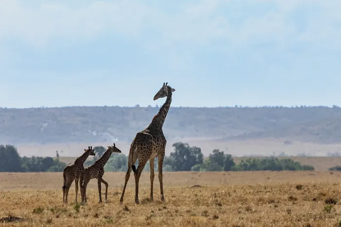 Framed Print : Masai giraffe (Giraffa tippelskirchi) female with two calves standing in the savanna, Masai Mara National Reserve, Kenya. Endangered Framed Print : Masai giraffe (Giraffa tippelskirchi) female with two calves standing in the savanna, Masai Mara National Reserve, Kenya. Endangered