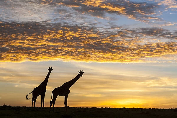 Masai giraffes (Giraffa camelopardalis tippelskirchi), at sunrise, Masai-Mara Game Reserve, Kenya. March