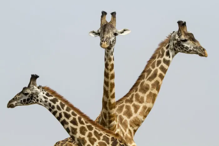 Framed Print : Masai Giraffes (Giraffa camelopardalis tippelskirchi) group of three, Masai Mara Game Reserve Framed Print : Masai Giraffes (Giraffa camelopardalis tippelskirchi) group of three, Masai Mara Game Reserve
