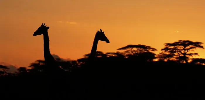Framed Print : Two Masai Giraffes (Giraffa camelopardalis tippelskirchii) heads silhouetted against sky, above tree line at dusk, Serengeti NP, Tanzania, East Africa, January Framed Print : Two Masai Giraffes (Giraffa camelopardalis tippelskirchii) heads silhouetted against sky, above tree line at dusk, Serengeti NP, Tanzania, East Africa, January