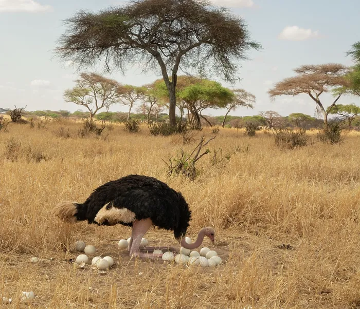 Framed Print : Masai ostrich (Struthio camels massaicus) male, turning eggs and sitting down on nest, Tarangire National Park, Tanzania Framed Print : Masai ostrich (Struthio camels massaicus) male, turning eggs and sitting down on nest, Tarangire National Park, Tanzania