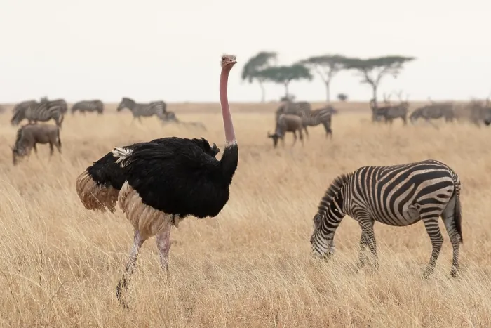 Framed Print : Masai ostrich (Struthio camels massaicus) male, walking through grassland close to nest with Zebra (Equus quagga) herd grazing close by, Tarangire National Park, Tanzania Framed Print : Masai ostrich (Struthio camels massaicus) male, walking through grassland close to nest with Zebra (Equus quagga) herd grazing close by, Tarangire National Park, Tanzania