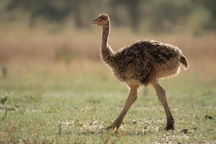 Framed Print : Masai ostrich (Struthio camelus massaicus) chick, portrait, Tarangire National Park, Tanzania Framed Print : Masai ostrich (Struthio camelus massaicus) chick, portrait, Tarangire National Park, Tanzania